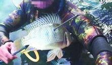 鱼爆料的视频大全最新版,揭秘娱乐圈幕后真相